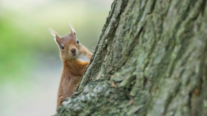 A close up of a red squirrel climbing a tree on Brownsea Island, Poole Harbour, Dorset